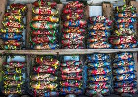 scylla serrata. les crabes frais sont attachés avec des cordes en plastique colorées et disposés en rangées soignées sur le marché des fruits de mer en thaïlande. matières premières pour le concept de restaurants de fruits de mer. photo