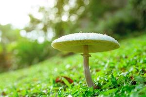 mise au point sélective sur le champignon toxique blanc sur l'herbe verte. champignon à la pelouse du parc sur fond bokeh flou. champignon empoisonné avec la lumière du soleil du matin dans le jardin. nourriture toxique de la nature. champignon. photo