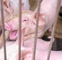 mignon porcelet à la ferme. petit cochon rose en bonne santé. l'élevage. industrie de la viande. concept de peste porcine africaine et de grippe porcine. élevage porcin. animal mammifère. porcelet rose dans la porcherie. cochon affamé et endormi. photo