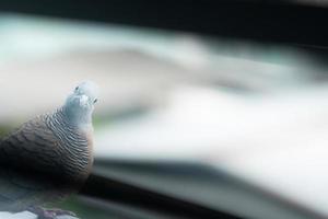 oiseau suspect. oiseau mignon avec des plumes brunes et grises. oiseau vivant en ville. oiseau sur le bord du balcon du bâtiment et inclinez le cou. notion de doute. animaux mignons. photo