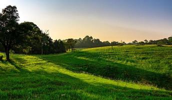 beau paysage rural de champ d'herbe verte avec des fleurs blanches sur un ciel bleu clair et violet le soir le jour du soleil. forêt derrière la colline. notion de planète terre. composition naturelle photo