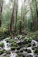 ruisseau dans la forêt photo