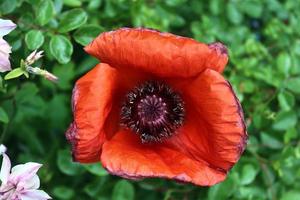 belles fleurs de pavot rouge trouvées dans un jardin verdoyant par une journée ensoleillée photo