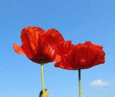 deux fleurs de pavot rouge contre un ciel bleu clair. photo