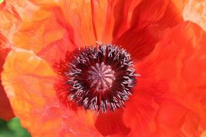 belles fleurs de pavot rouge trouvées dans un jardin verdoyant par une journée ensoleillée photo