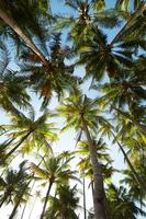 palmiers contre un ciel bleu photo