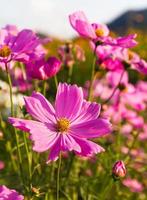 fleurs de cosmos rose photo