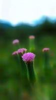 gros plan de fleurs sauvages violettes photo