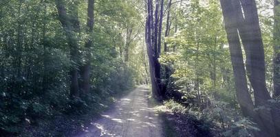 vue mystérieuse sur un conte de fées dans une forêt bleu foncé magique avec de puissants faisceaux lumineux photo