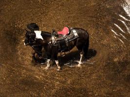 les vieux cow-boys se reposent avec leurs chevaux dans le ruisseau après avoir fini de se baigner photo