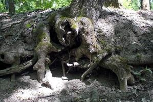 racine dénudée d'un arbre photo