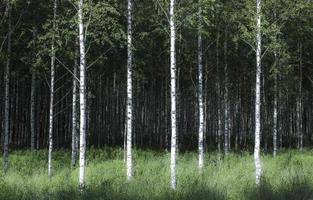 forêt de bouleaux photo