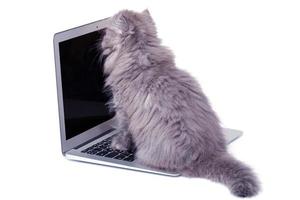 mignon petit chaton et ordinateur portable photo