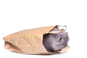 mignon petit chaton et sac en papier photo