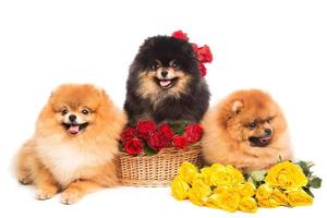 chiens spitz dans le panier avec des fleurs photo