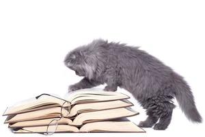 mignon petit chaton et livres photo