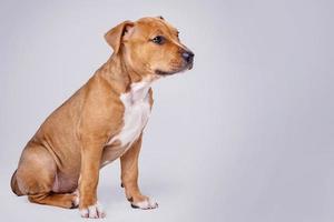 adorable chiot staffordshire terrier photo