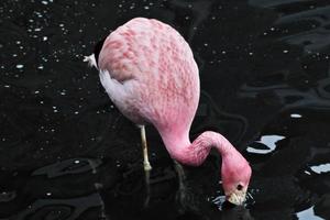 vue d'un flamant rose à la réserve naturelle de slimbridge photo