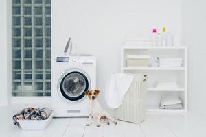 chien de race pose dans la buanderie avec machine à laver et tas de vêtements sales dans le panier. intérieur de la chambre domestique. mur blanc. fer pour repasser le linge propre photo