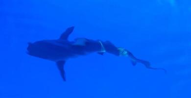 requin des Galapagos photo