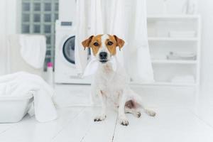 photo intérieure d'un petit chien de race qui mord du linge blanc pendu, pose sur le sol dans la buanderie à la maison. concept d'hygiène, de propreté et de ménage