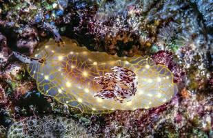 nudibranche en dentelle dorée halgerda photo