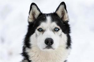 portrait de chien husky, fond neigeux d'hiver. animal de compagnie drôle sur la marche avant la formation de chiens de traîneau. photo