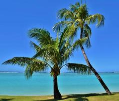 palmiers sur un paradis tropical photo