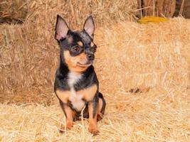 un mini chien chihuahua tricolore sur fond de foin. portrait d'un chien. photo