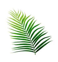 feuilles vertes de palmier isolé sur fond blanc photo