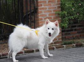 stand de chien blanc photo