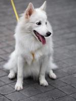 chien blanc, spitz japonais photo