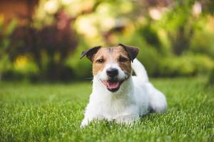 chien souriant sur une pelouse