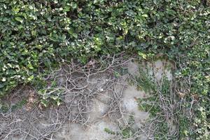 plantes de lierre et décorer les murs de la maison pour être belle et fraîche comme - petites feuilles vertes réduisent la chaleur naturelle, décoration extérieure sur béton. photo