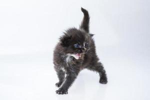 chat maine coon sur fond blanc photo