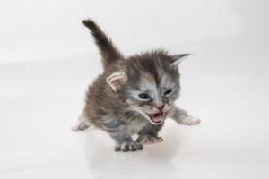 chat maine coon sur fond blanc photo