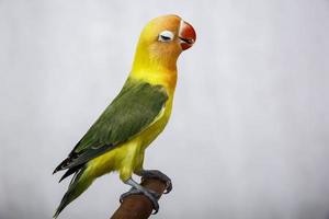 une paire d'oiseaux d'amour studio de fond blanc isolé photo