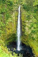 Akaka tombe sur la grande île d'Hawaï dans les forêts tropicales humides