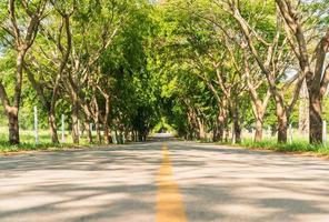 routes asphaltées avec tunnel d'arbres photo