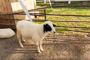 moutons dans la ferme photo