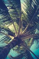palmier filtré rétro détail