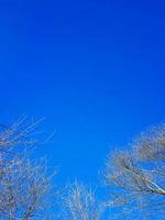 arbre au printemps avec un ciel bleu le matin. photo