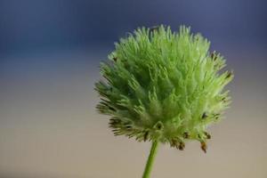 photo macro de plante verte