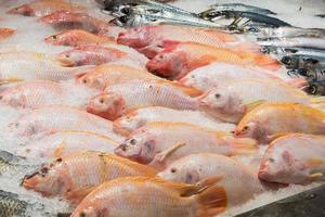poisson tilapia frais sur glace sur le marché photo