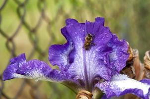 gros plan de la tête d'une fleur d'iris et d'une abeille assise dessus photo