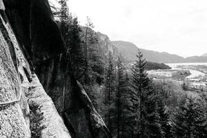 forêt en noir et blanc photo