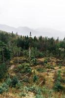 vue sur la forêt de montagne photo