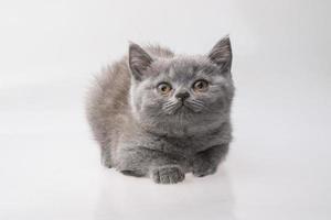 chat scottish fold sur fond blanc photo