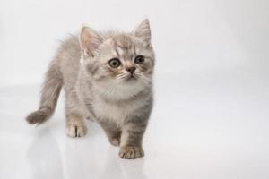 chat scottish fold sur fond blanc photo