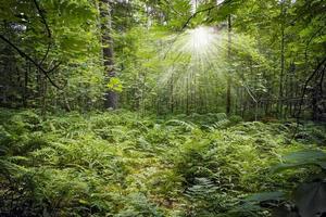 forêt épaisse verte avec des rayons de soleil traversant les branches photo